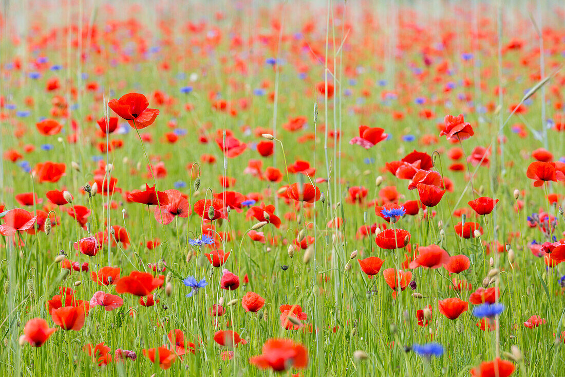 Wiese mit Kornblumen und Mohnblumen bei Vipperow, Mecklenburgische Seen, Mecklenburgisches Seenland, Mecklenburgische Seenplatte, Mecklenburg-Vorpommern, Deutschland, Europa