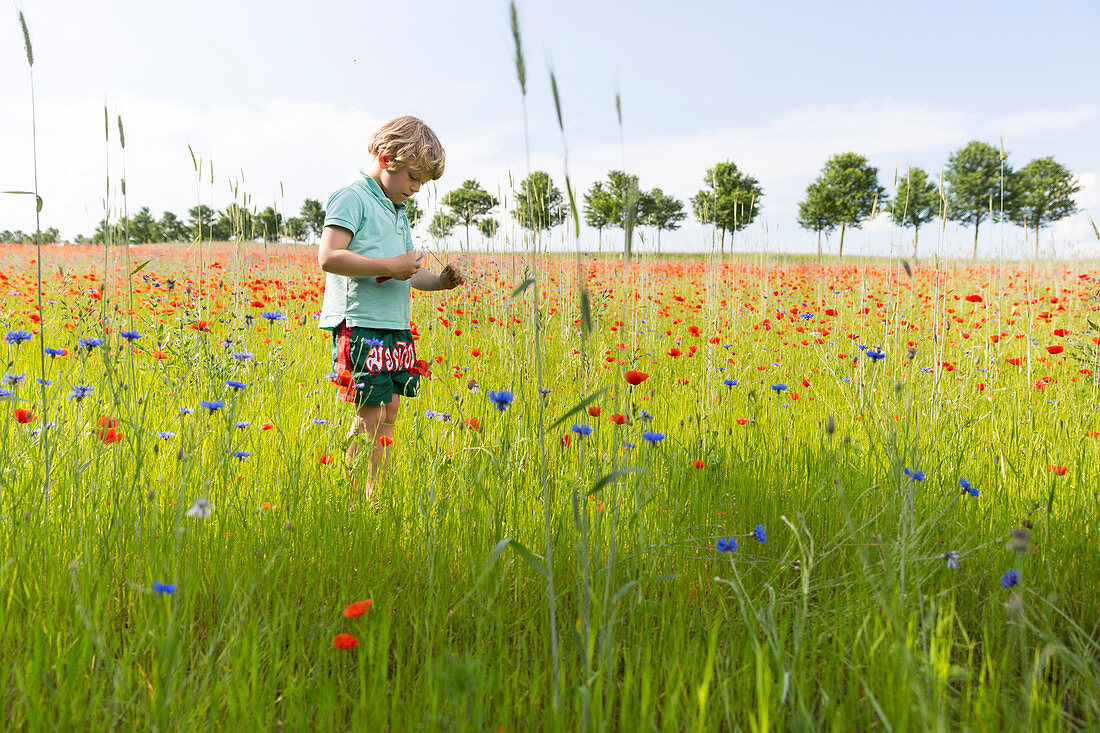boy picking flowers, cornflowers and poppy flowers meadow, alley, near Vipperow, MR, Mecklenburg lakes, Mecklenburg lake district, Mecklenburg-West Pomerania, Germany, Europe