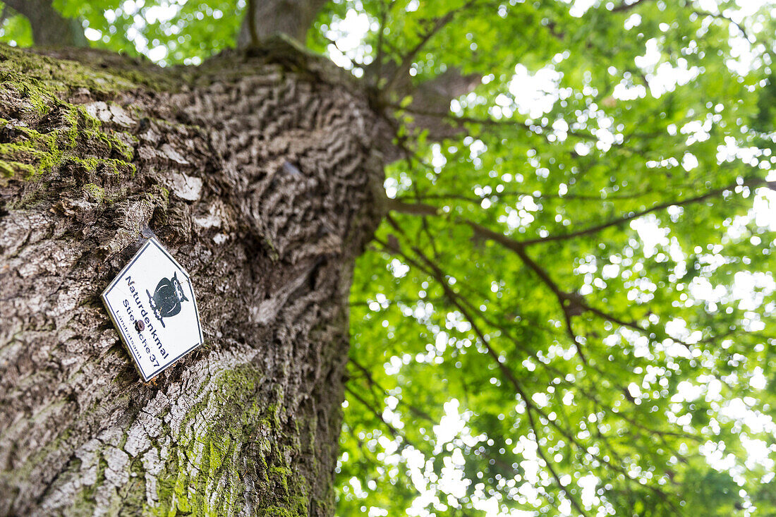 Common oak, forest oak, natural monument, Mecklenburg lakes, Mecklenburg lake district, Dobbertin, Mecklenburg-West Pomerania, Germany, Europe