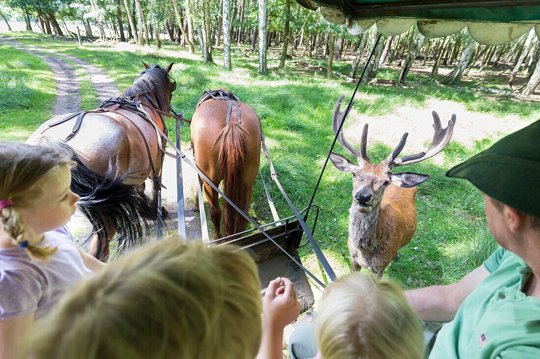 Family n horse drawn carriage, ride in a charabanc through wild park Boek, Müritz National Park,  Mecklenburg lakes, Mecklenburg lake district, Boek, Mecklenburg-West Pomerania, Germany, Europe