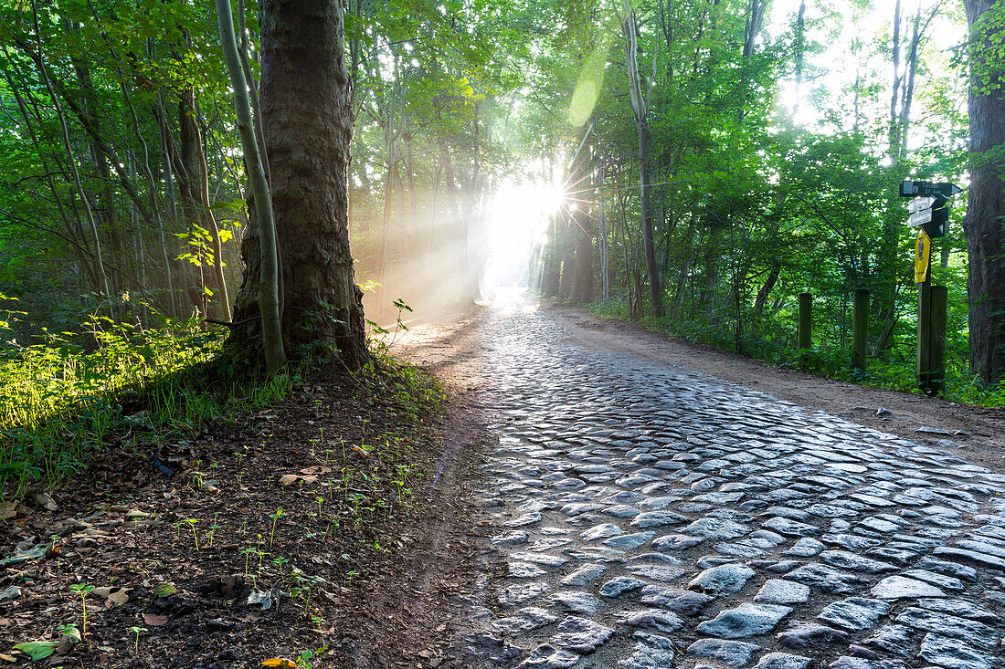 landscape, forest with fog, light beams, alley, cobblestones, morning light, Schaalsee, sunrise, Biosphere Reserve Schaalsee, Mecklenburg lake district, Stintenburg, Mecklenburg-West Pomerania, Germany, Europe