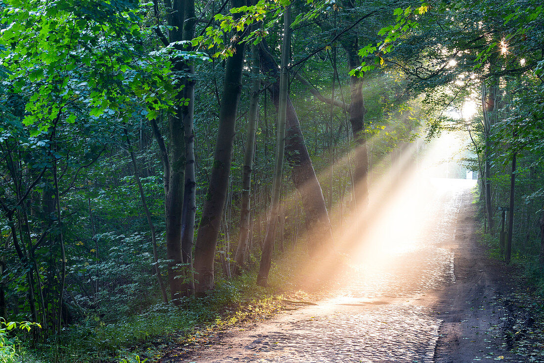 Landschaft, Allee im Morgennebel, Schaalsee, Bootssteg, Sonnenaufgang, Biosphärenreservat Schaalsee, Westmecklenburg, Mecklenburgische Seenplatte, Mecklenburgische Seen, Stintenburg, Mecklenburg-Vorpommern, Deutschland, Europa