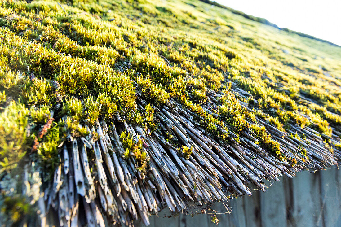 Thatched roof with moss, detail, thatch, traditional architecture, lake hotel Neuklostersee, holiday, Mecklenburg lakes, Mecklenburg lake district, Neukloster, Mecklenburg-West Pomerania, Germany, Europe