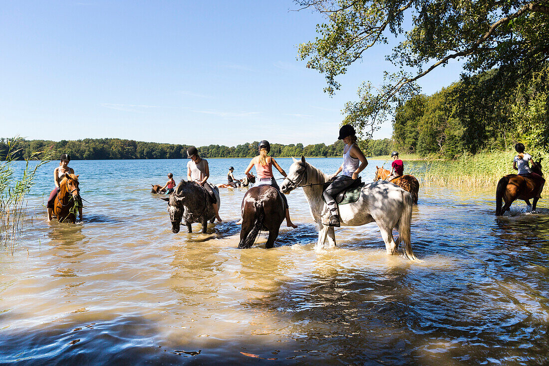Riding horses into the lake, swimming, equestrians, lake Grosser Paetschsee, horses swimming, Mecklenburg lakes, Sternberg, Mecklenburg-West Pomerania, Germany, Europe