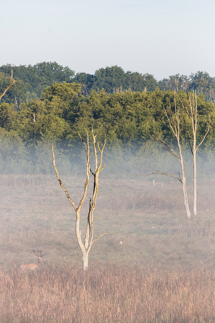 Wiese vor der Wildbeobachtungsstation Schwarzenhof, Müritz-Nationalpark, Mecklenburgische Seen, Mecklenburgisches Seenland, Schwarzenhof, Mecklenburg-Vorpommern, Deutschland, Europa