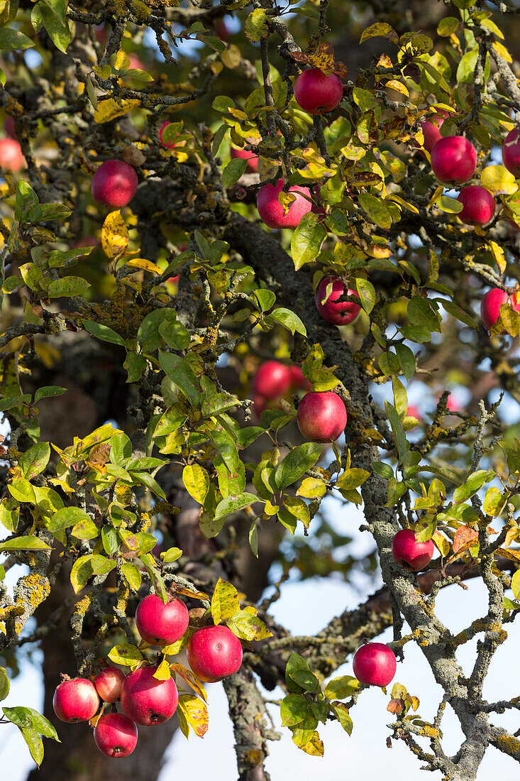 apple tree, red apple, harvest, fall, autumn, Mecklenburg lakes, Mecklenburg lake district, near Rollenhagen, Mecklenburg-West Pomerania, Germany, Europe