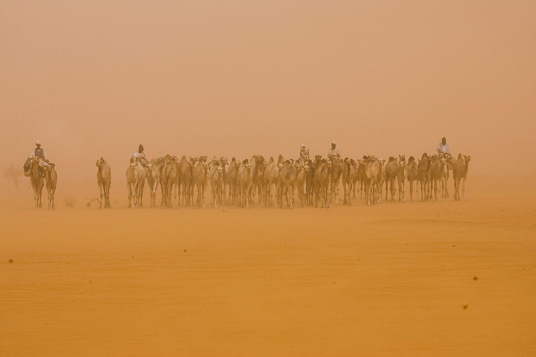 A camel caravan travels through the Sahara Desert, Sudan.150,000 camels travel from Sudanto Egypt yearly to be sold.