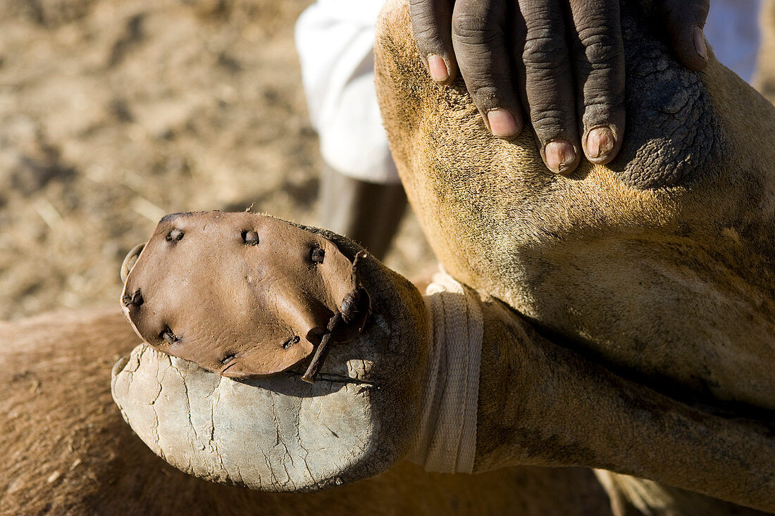 The stop at Dongola, Sudan is a good time for camel foot repair. Later the camel groups leave together for the border.