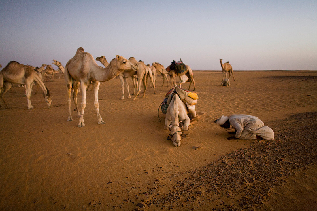 Sunset prayers to Mecca was a routine for the camel herders leading a caravan, Sahara Desert, northern Sudan.