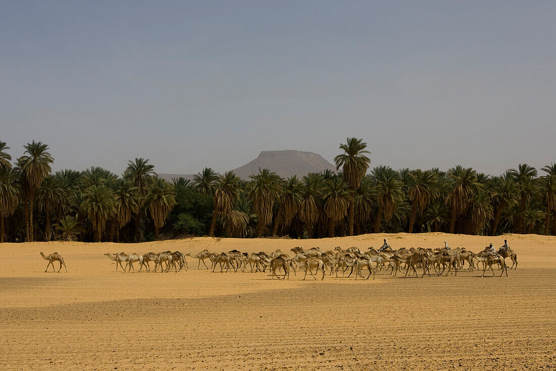 A camel caravan travels by the Nile on the road between Dongola, Sudan and Egypt. 150,000 camels travel to Egypt yearly.