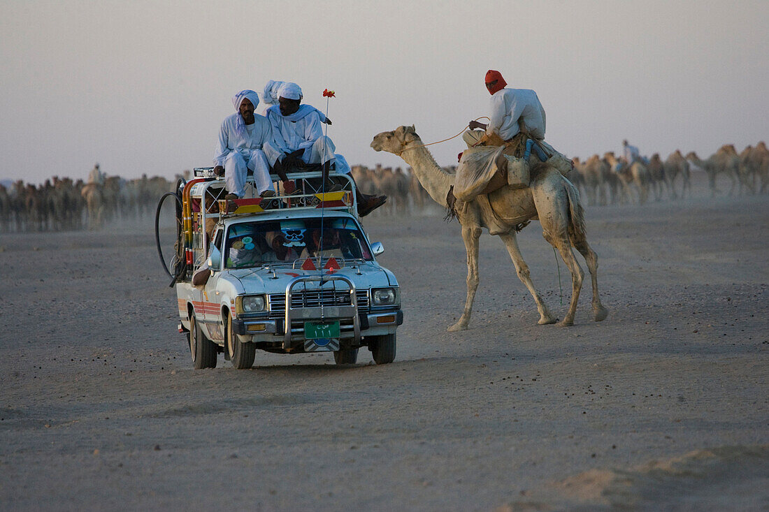 A camel caravan encounters trucks and lorries on the road from Dongola, Sudan to the Egyptian border.