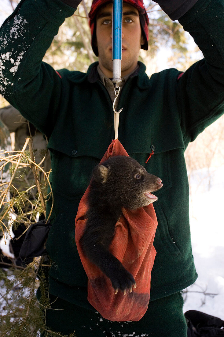 Wildlife technician Eric Rudolph weighs one of the nine week-old triplet bear cubs found during den monitoring in Maine's north woods.