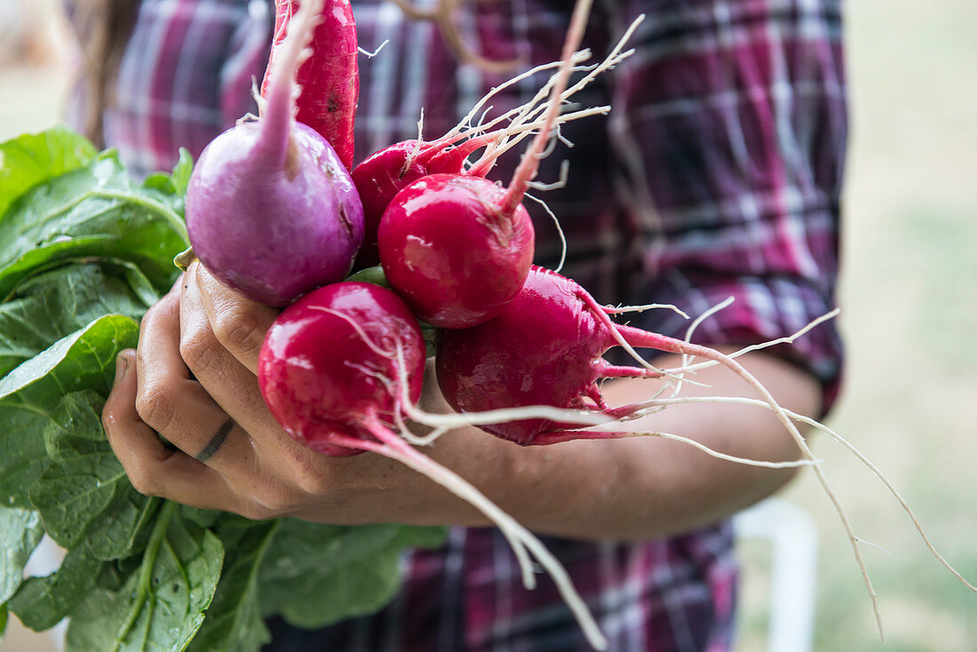 A Woman Holds Freshly Harvested Radishes On An Organic Farm In Washington State