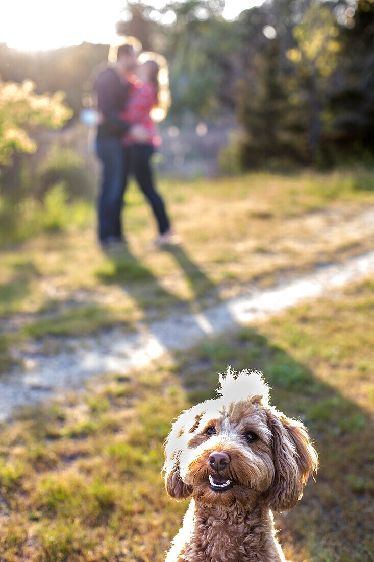 Close-up Of Dog With Couple Kissing In Background