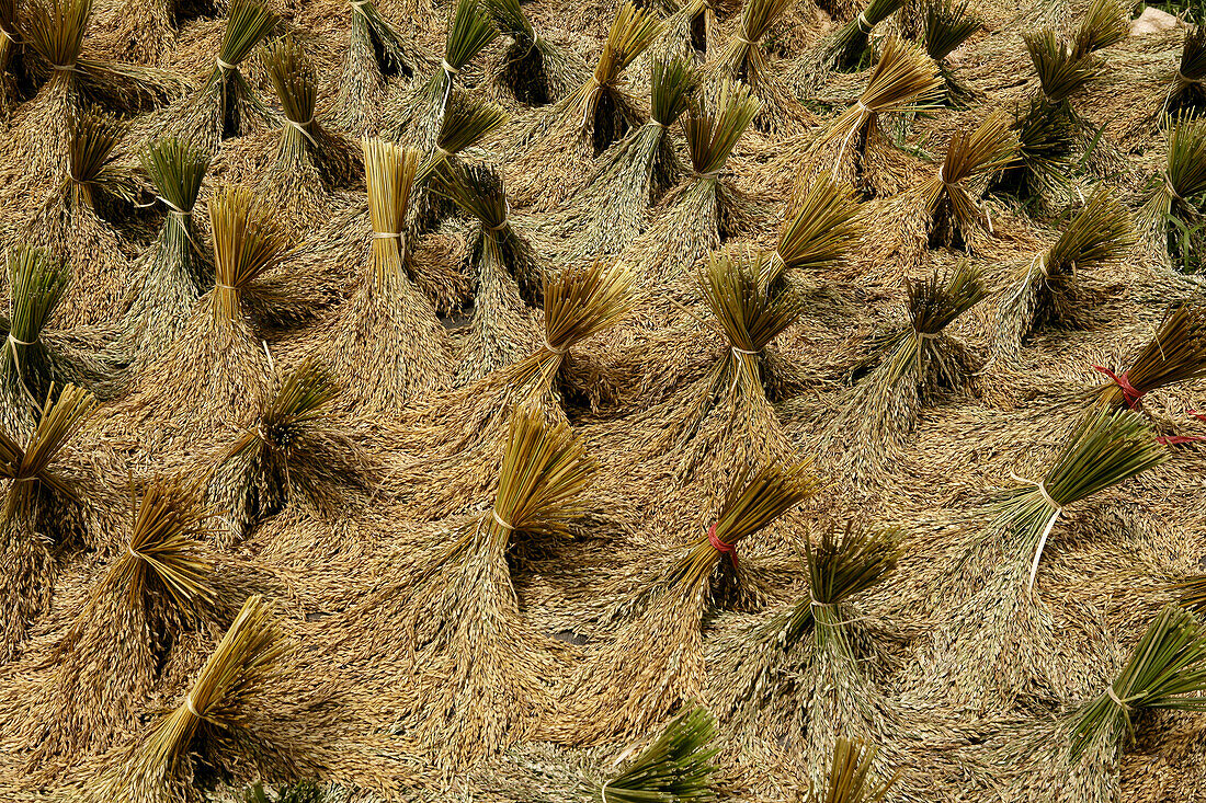 High Angle View Of Paddy Rice In Sulawesi, Kete Kesu