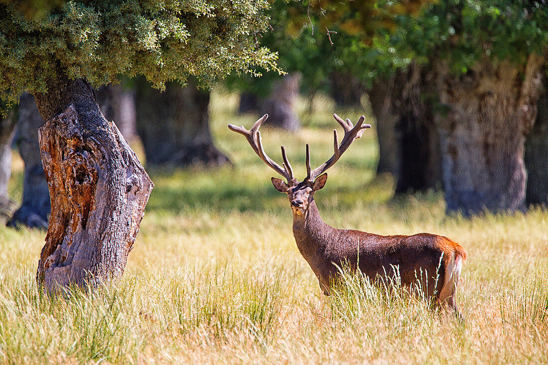 View Of Red Deer In Montes De Toledo, Spain