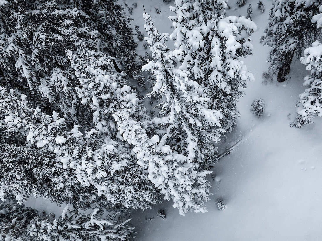 Aerial View Of Pines Trees Covered In Snow At Brighton Resort In Utah