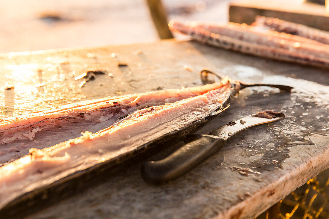 fish is filleted at Lamberts Bay in South Africa