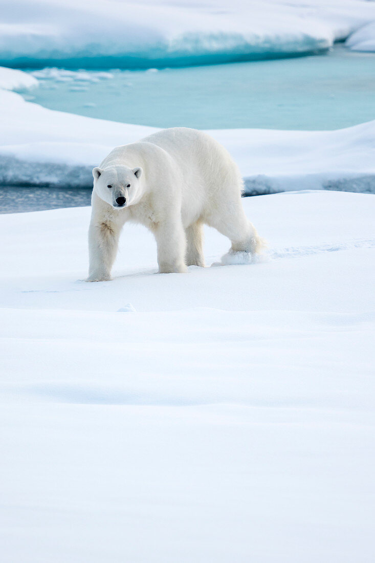 Polar Bear On Pack Ice In Spitsbergen, Svalbard