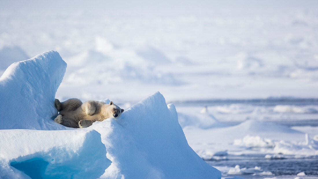 Polar Bear Sleeping On An Ice In Spitsbergen, Svalbard