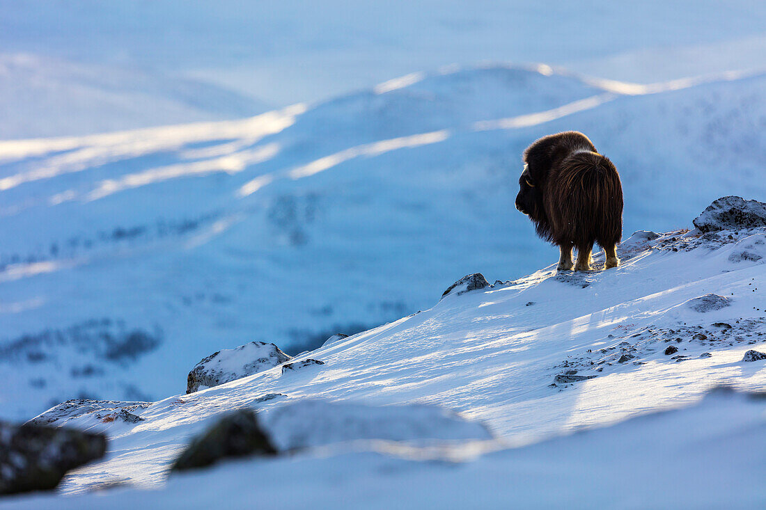 A Musk Ox Standing On A Snowy Mountain In Dovrefjell National Park, Norway