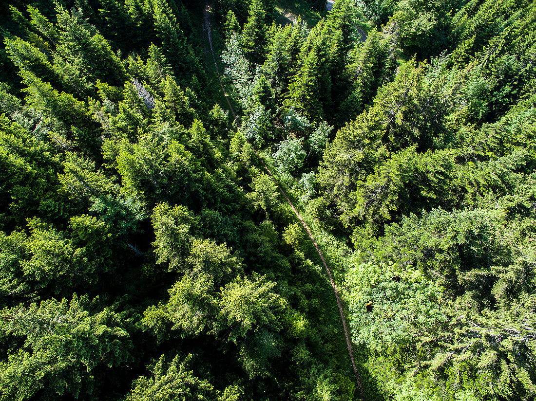 Aerial View Of A Narrow Path Meandering Through The Pine-tree Forest In Gingins