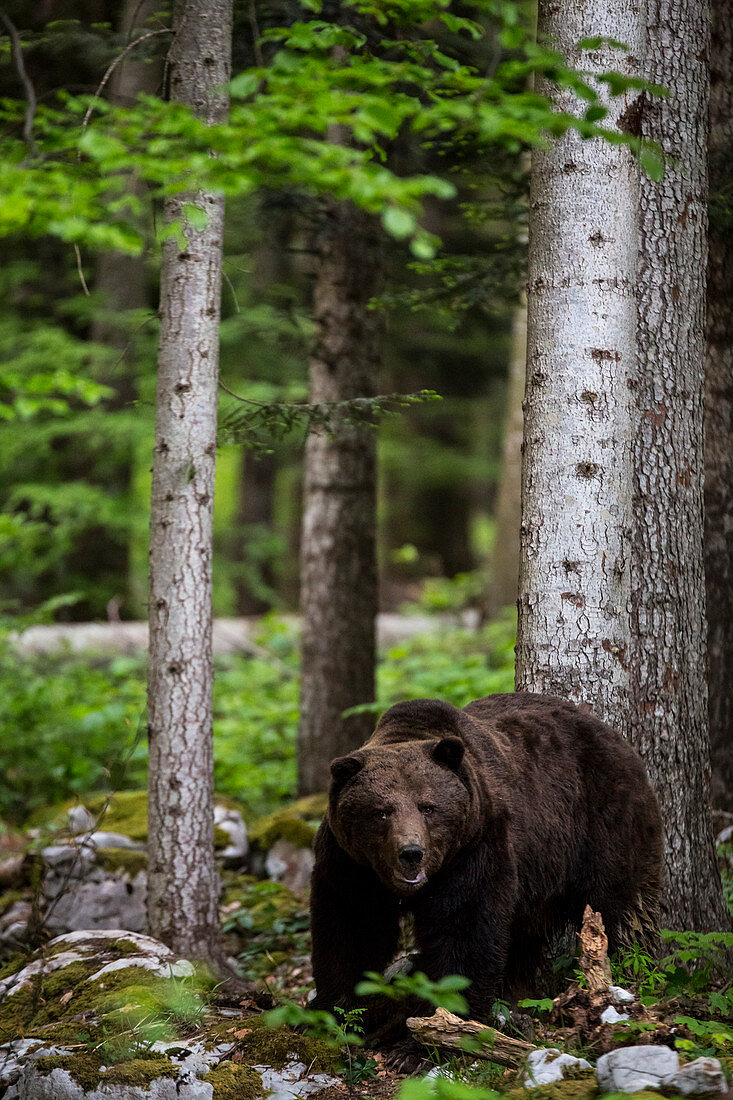 Brown Bear Walking In The Slovenian Forest