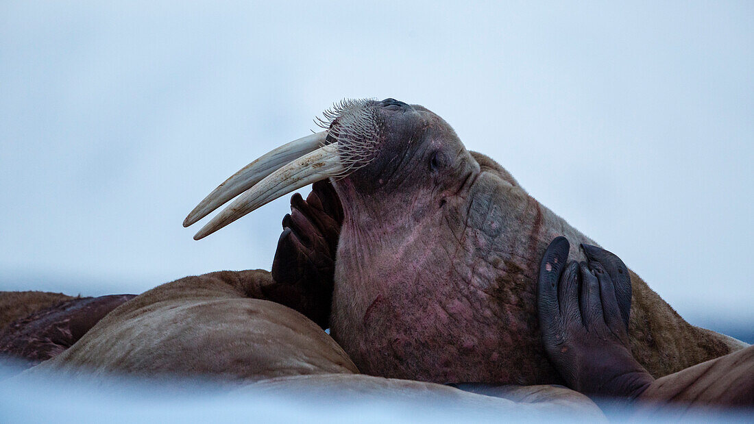Side Face Of A Walrus Looking Up And Showing Both Of Its Teeth In Spitsbergen, Svalbard