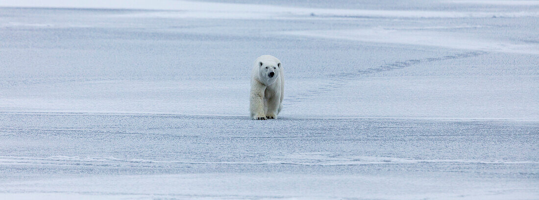 Lonely Polar Bear Walking On The Pack Ice In Spitsbergen, Svalbard