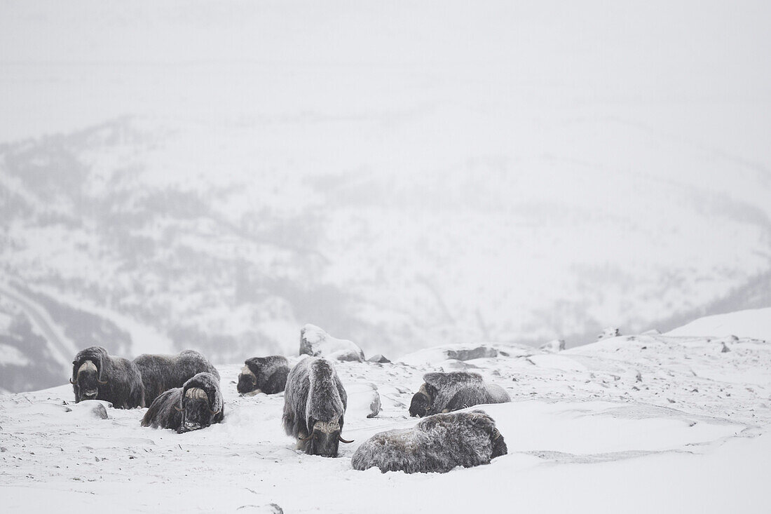 Group Of Musk Oxen Sitting In The Snow During Fog In Dovrefjell, Norway