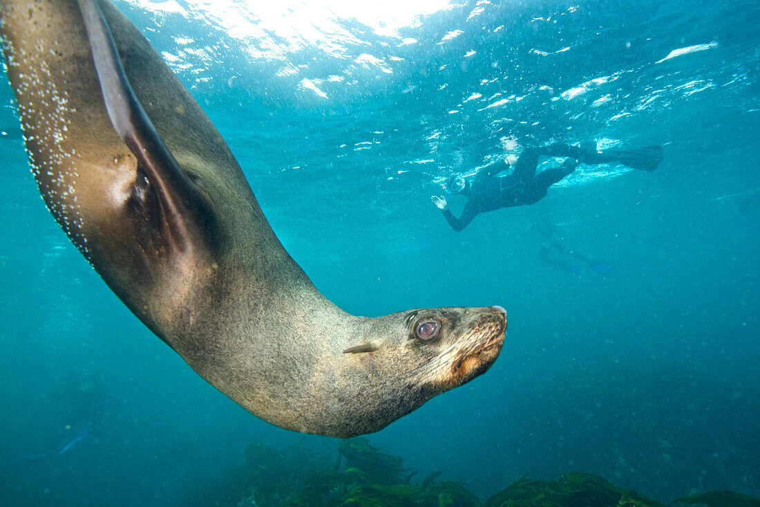 Cape Fur Seals Dive Underwater Near Cape Town, South Africa
