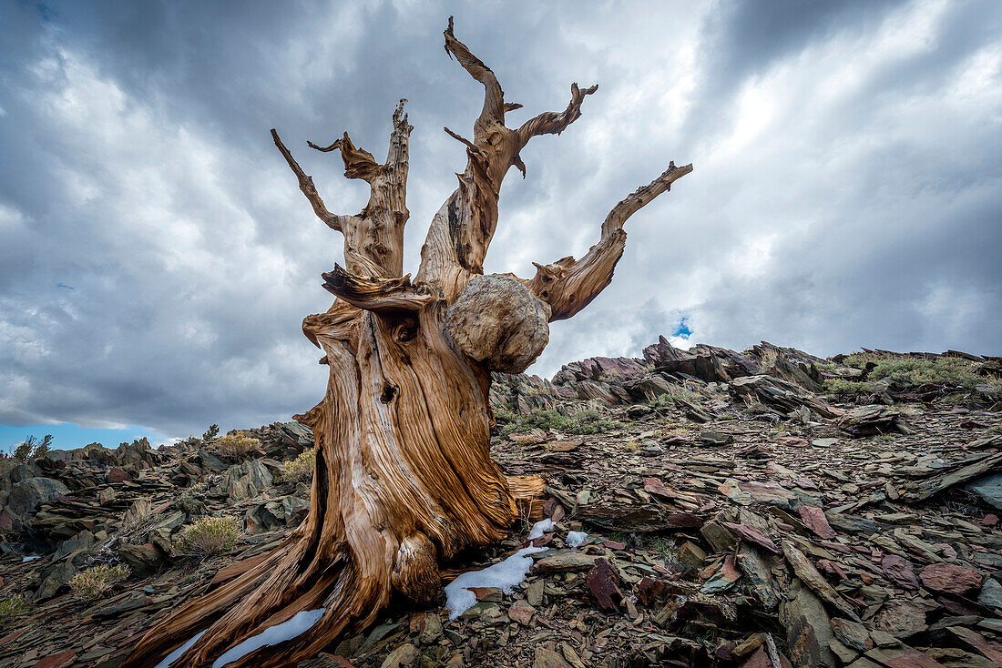 Storm Clouds In The Bristlecone Forest In California, Usa