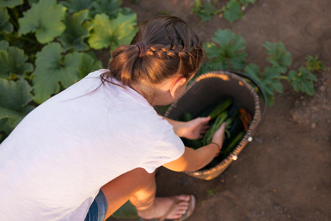 Young Girl Collecting Vegetables In The Basket From Her Garden