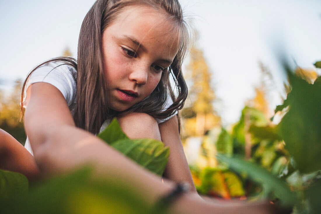 A Young Girl Harvesting Vegetables From Her Garden In Fort Langley
