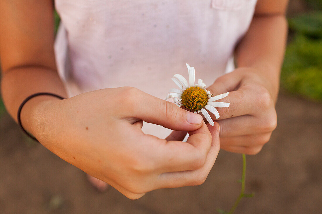 Close-up Of A Young Girl Hand Picking Petals From A Flower