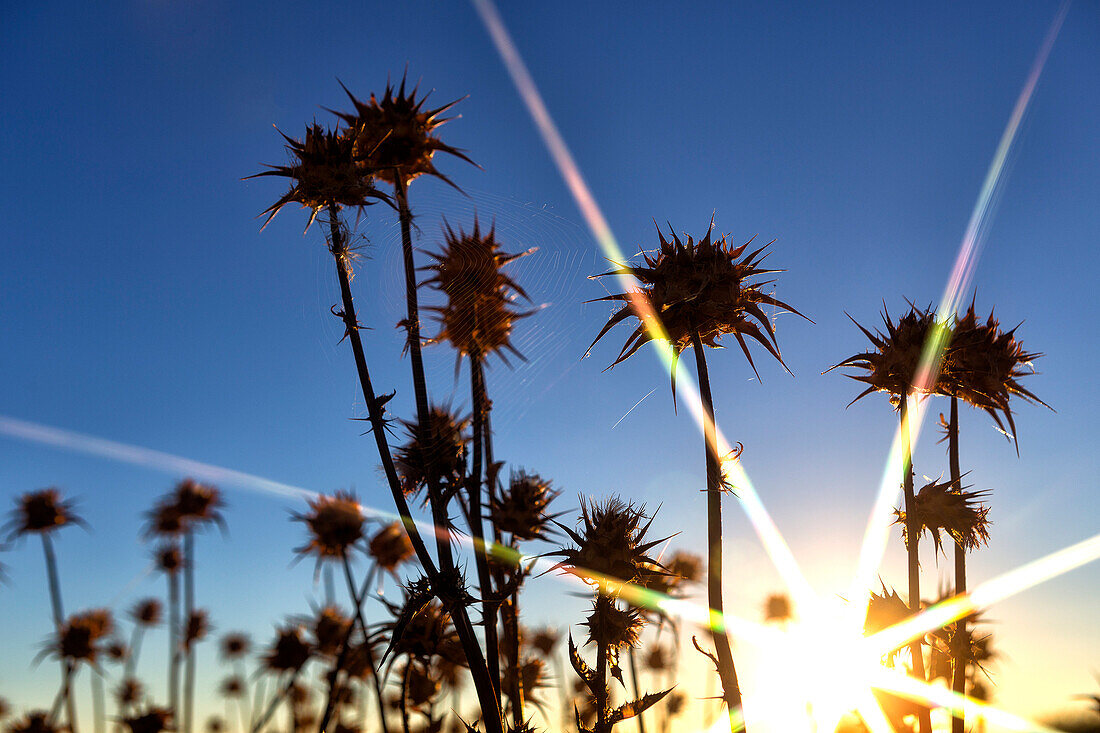 Close-up Of Thistle And Bud Growing In Field