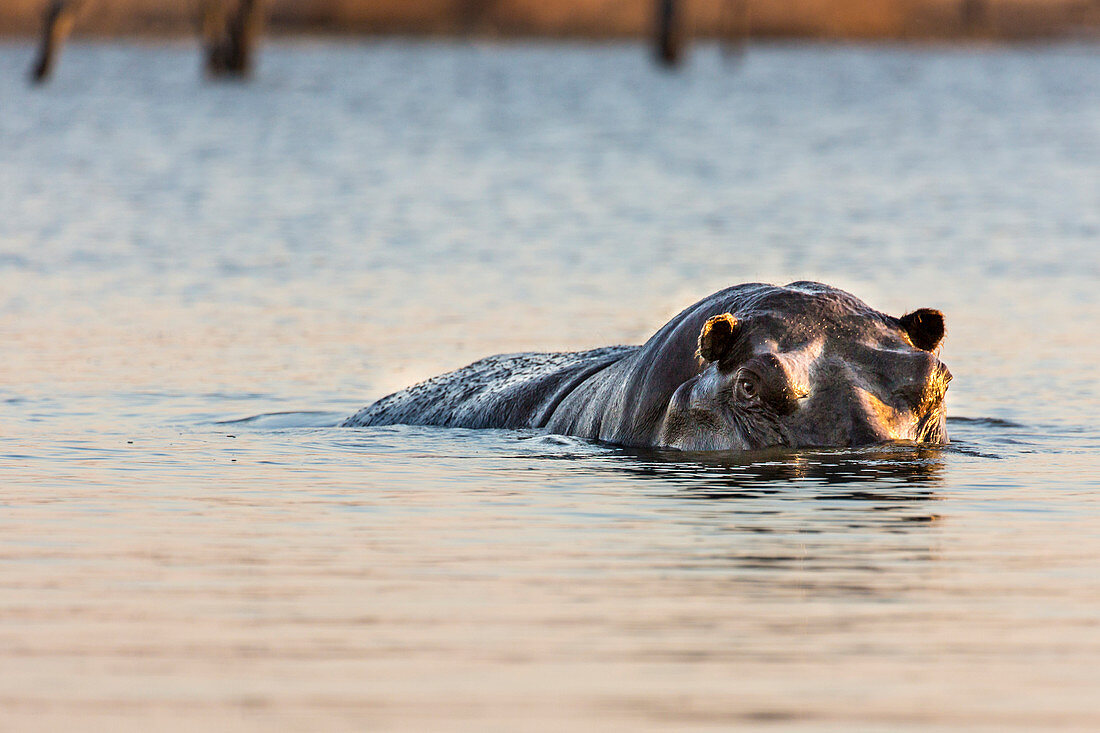 Hippopotamus Comes To The Surface Of A Lake In Hwange National Park, Zimbabwe