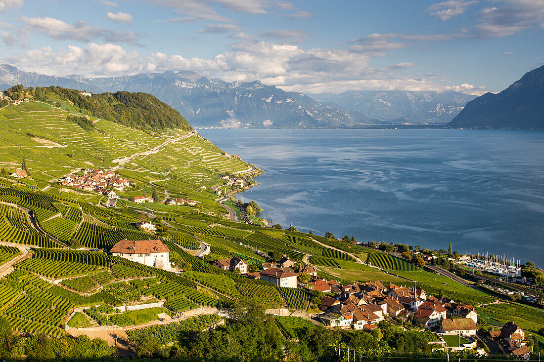 Scenic View Of The Terraced Vineyards Of Le Lavaux