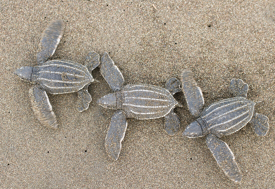 High Angle View Of Leatherback Turtles Walking On Sand