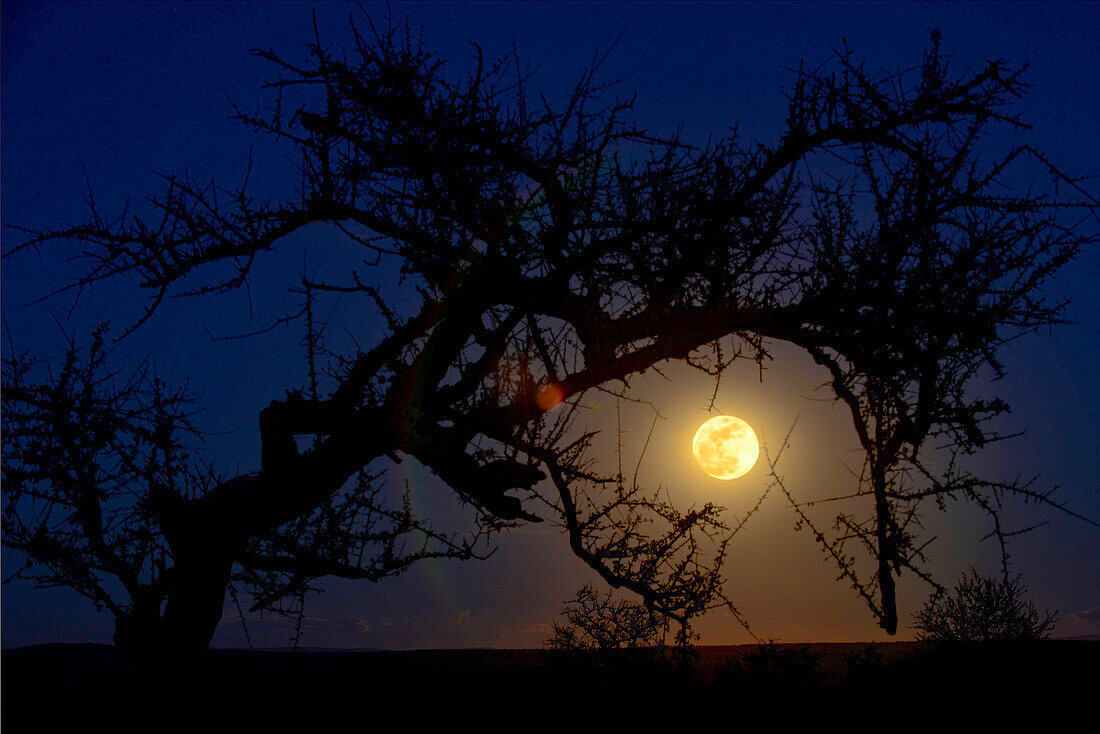 A Nearly-full Moon Rises Behind An Acacia Tree In Serengeti National Park, Tanzania