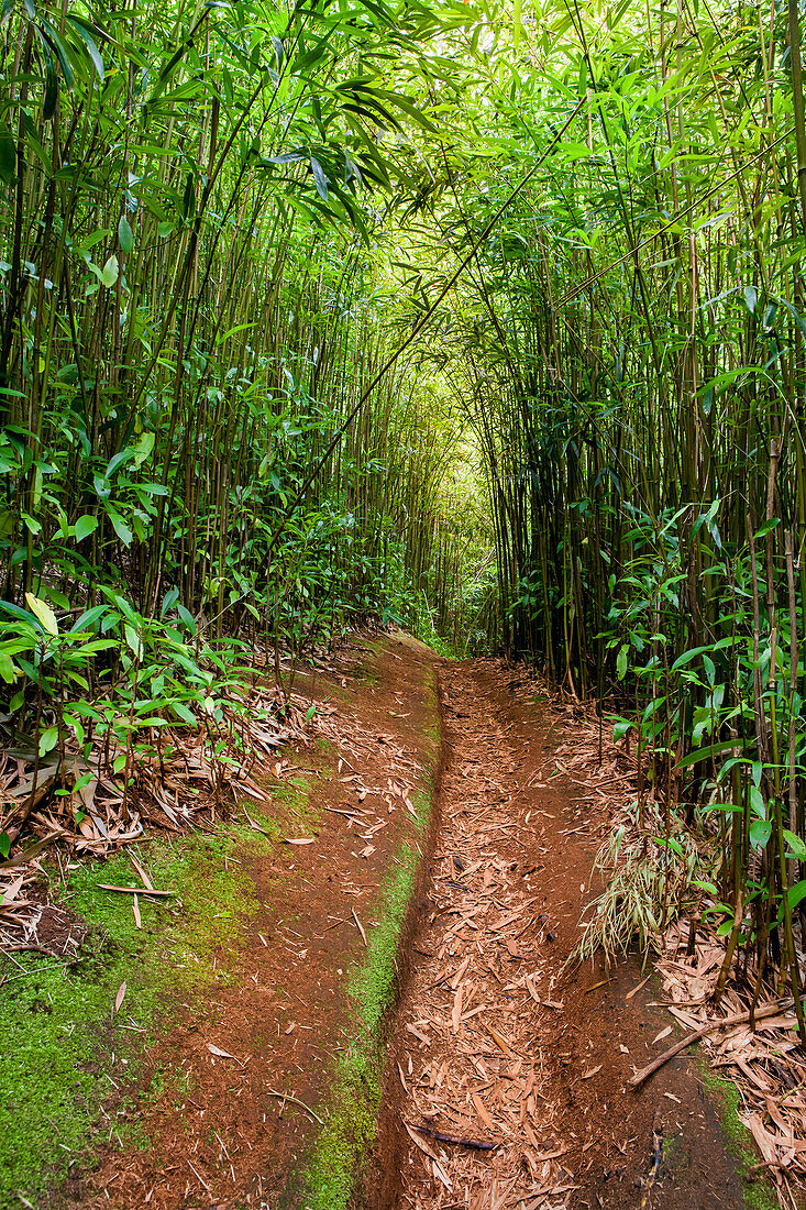 Red Dirt Path Leading Through The Bamboo Forest At Maui