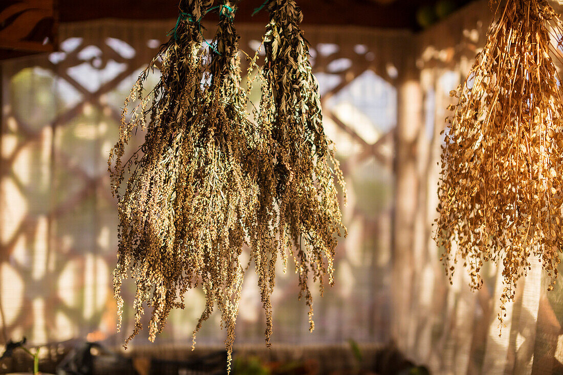 Close-up Of Vegetable Herbs Drying In Veranda