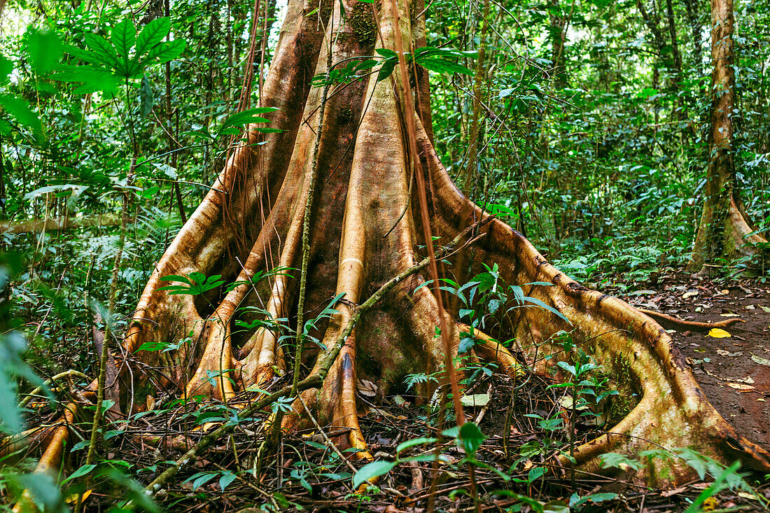 Close-up Of Old Tree In The Rainforest