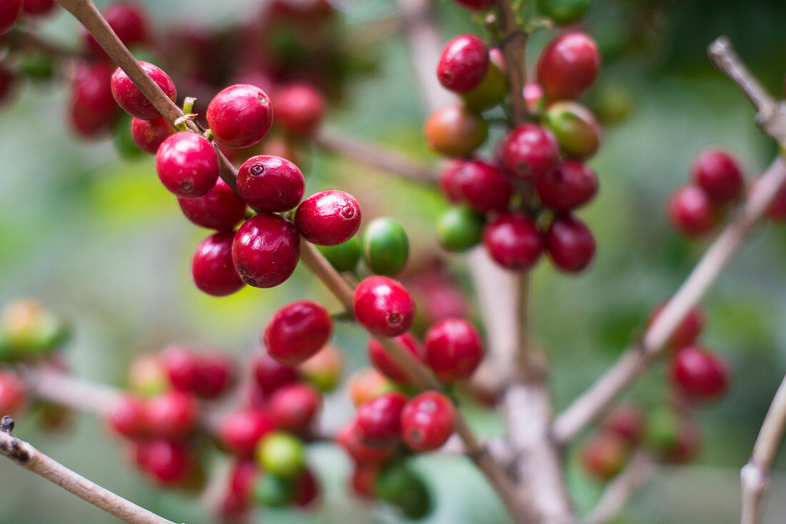 Close-up Of Ripe Coffee Beans Growing In The Coffee Fields Of The San Pedro Volcano