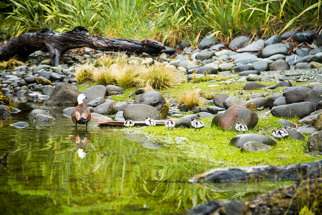 A Paradise Shelduck And Its Ducklings Move Along The Banks Of Milford Sound