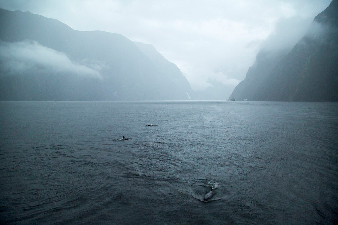 Bottle-nose Dolphins Swimming On The Surface During A Rainy Day In Milford Sound