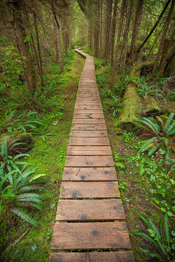 The Rainforest Trail In Pacific Rim National Park, British Columbia