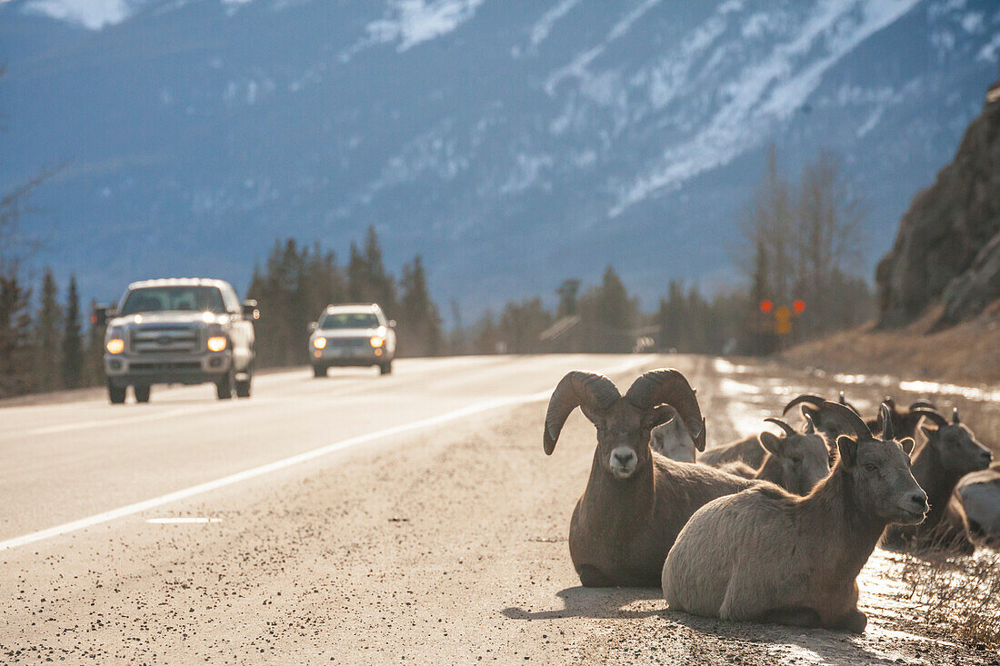 Bighorn Sheep, Ovis Canadensis, On The Side Of The Road In Jasper National Park