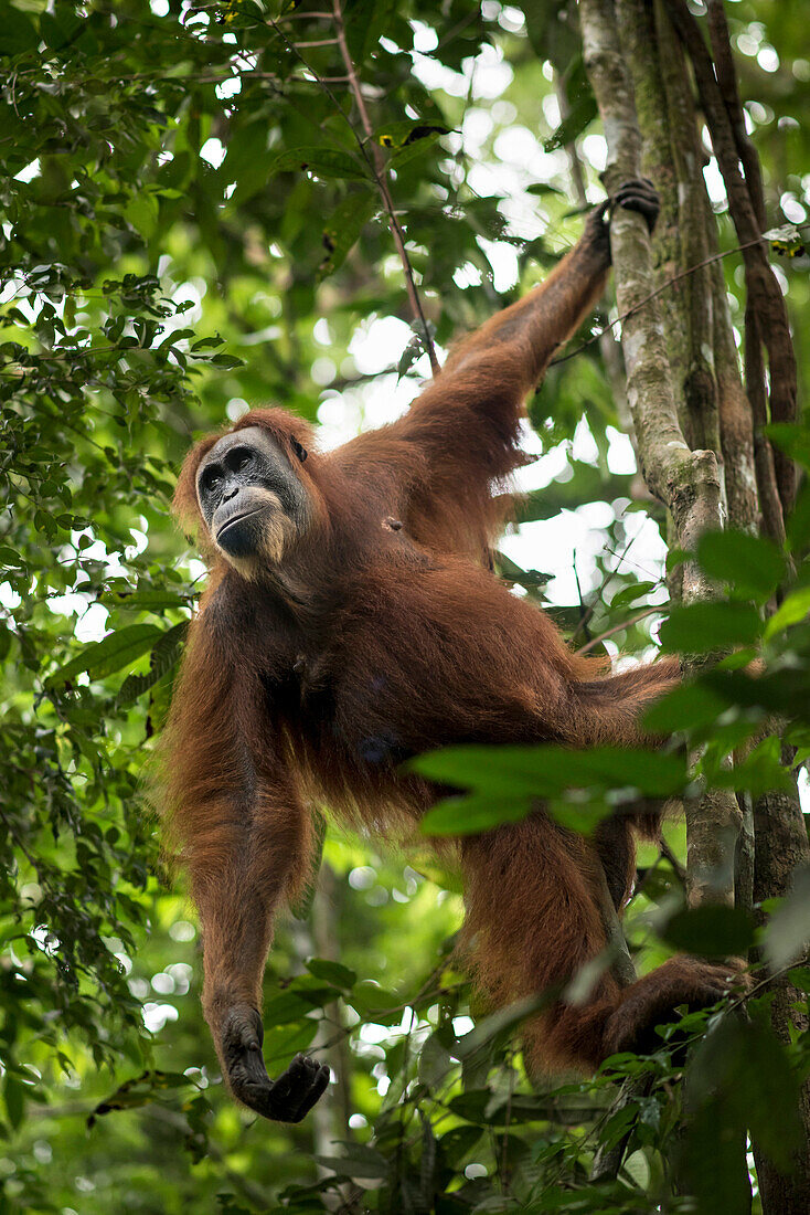 Sumatran Orangutan On The Tree In The Forest Of Bukit Lawang, Sumatra, Indonesia