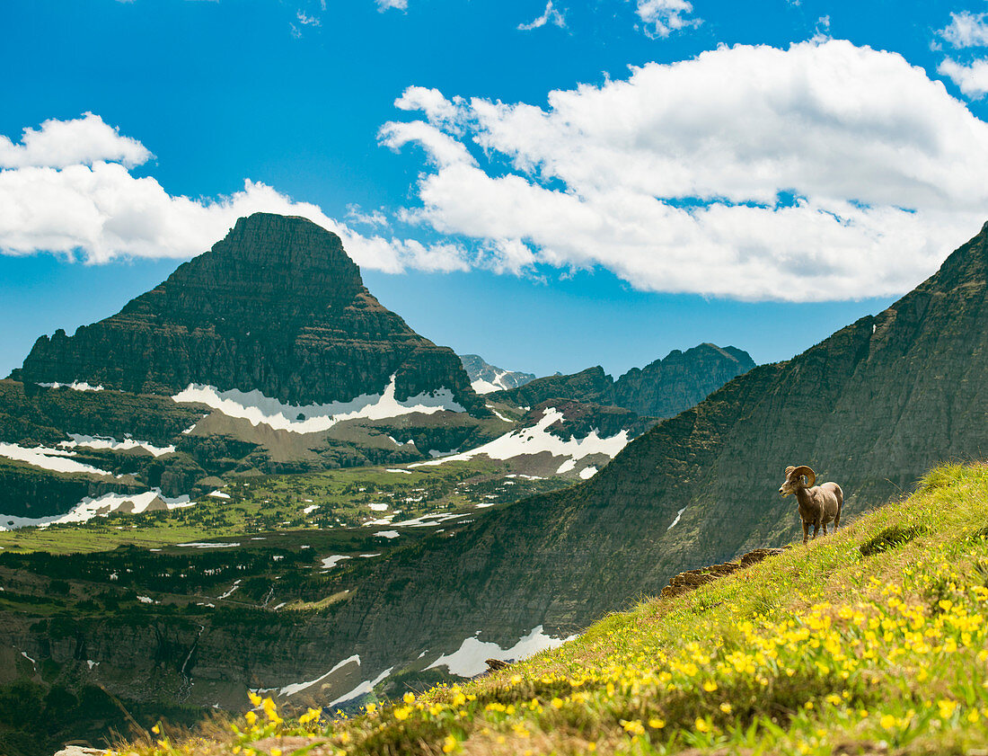 A Big Horned Sheep Grazing Along The Highline Trail In Glacier National Park, Montana, Usa